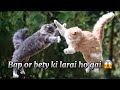 Bap Or Bety Ki Larai Ky Bad Kia Huva| Grey or Milo Ki Larai Ho Gai