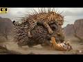 A Terrifying Encounter: Hedgehog vs. Lion and the Appearance of a Tiger!