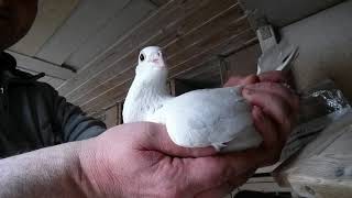 Parasiten, Federlinge Co.