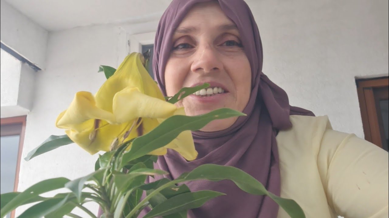 Altın Kase Sarmaşığı(Solandra Maxima)