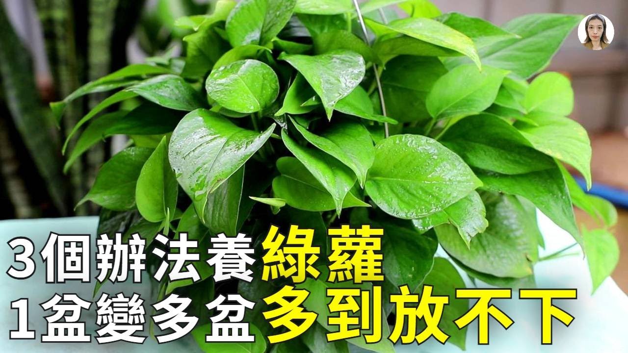 綠蘿買回來時綠油油，養著養著葉子變黃葉子變焦而且葉變稀稀拉拉，學會三個小技巧，7天綠油油的葉子爆滿盆|花花世界
