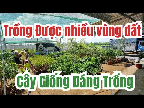 Video Top cây giống dễ trồng _ Trồng Được Nhiều vùng miền - youtube