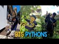 Crazy big pythons