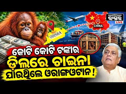 "କୋଟି କୋଟି ଟଙ୍କାର ଡ଼ିଲରେ ଭାରତ ଦେଇ ଚାଇନାକୁ ଯାଉଥିଲେ  ଓରାଙ୍ଗଓଟାନ !" Anil Dhir on rescued orangutans