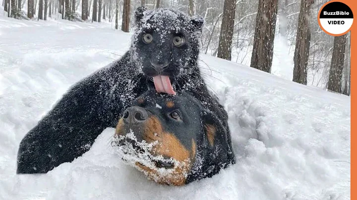 Mind Blowing : Animals Frozen To Death !! - DayDayNews