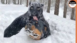 Mind Blowing : Animals Frozen To Death !! Resimi