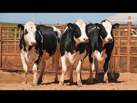 LOTE 42 • 4º LEILÃO NOVILHAS CANTO PORTO • 11941   11513   11695