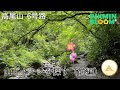 山でしか取れないピクミンが欲しくて、高尾山に来ちゃいました!(前編)【ピクミンブルーム / Pikmin Bloom 】