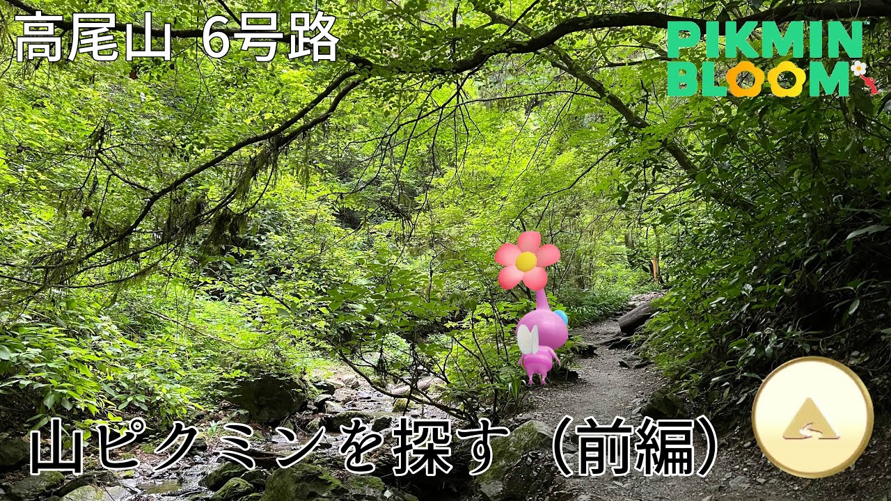 山でしか取れないピクミンが欲しくて、高尾山に来ちゃいました！（前編）【ピクミンブルーム / Pikmin Bloom 】