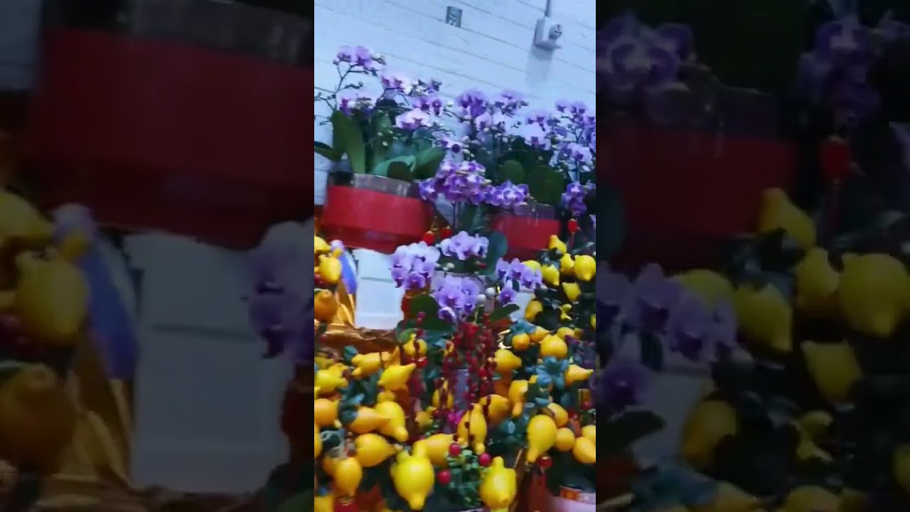 Beautiful chinese new year plants 