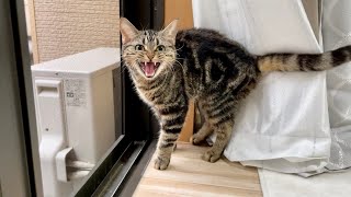 雨なのに激怒しながらお散歩を催促しにきた猫w