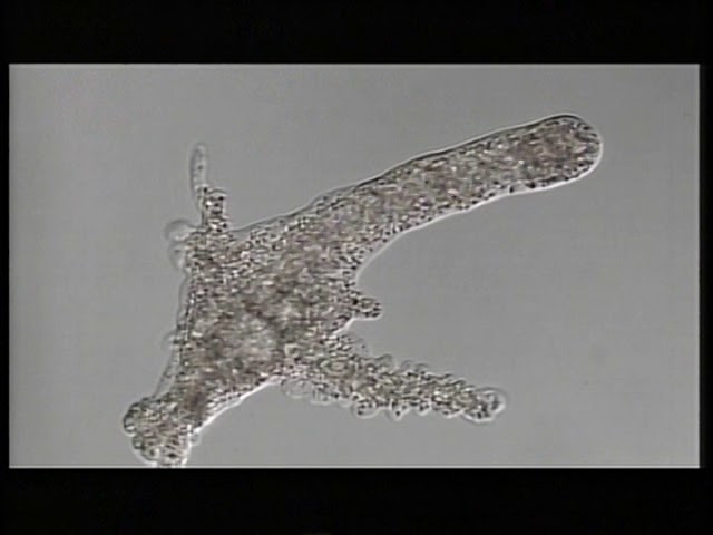 39th 20070306 アメーバの体と動き 01 - YouTube