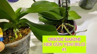 Orki̇de Bakimi Her Gün Yeni̇ 1 Bi̇lgi̇ Serami̇k Diş Saksi Kullanimi