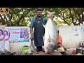 KASIMEDU 🔥 SPEED SELVAM | 30 KG GIANT TREVALLY FISH CUTTING | IN KASIMEDU | 4K VIDEO | FF CUTTING