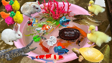 Bắt cá cảnh cùng vịt con, cá trê bự, cá lia thia, cá betta, cá vàng, cá sấu, con rùa, chim, vịt