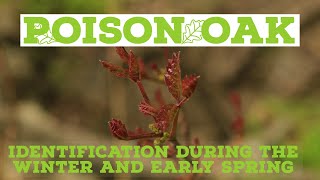 POISON OAK: Identification during the winter and early spring