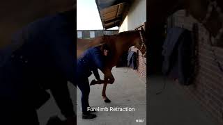 Equine Forelimb Retraction Stretch