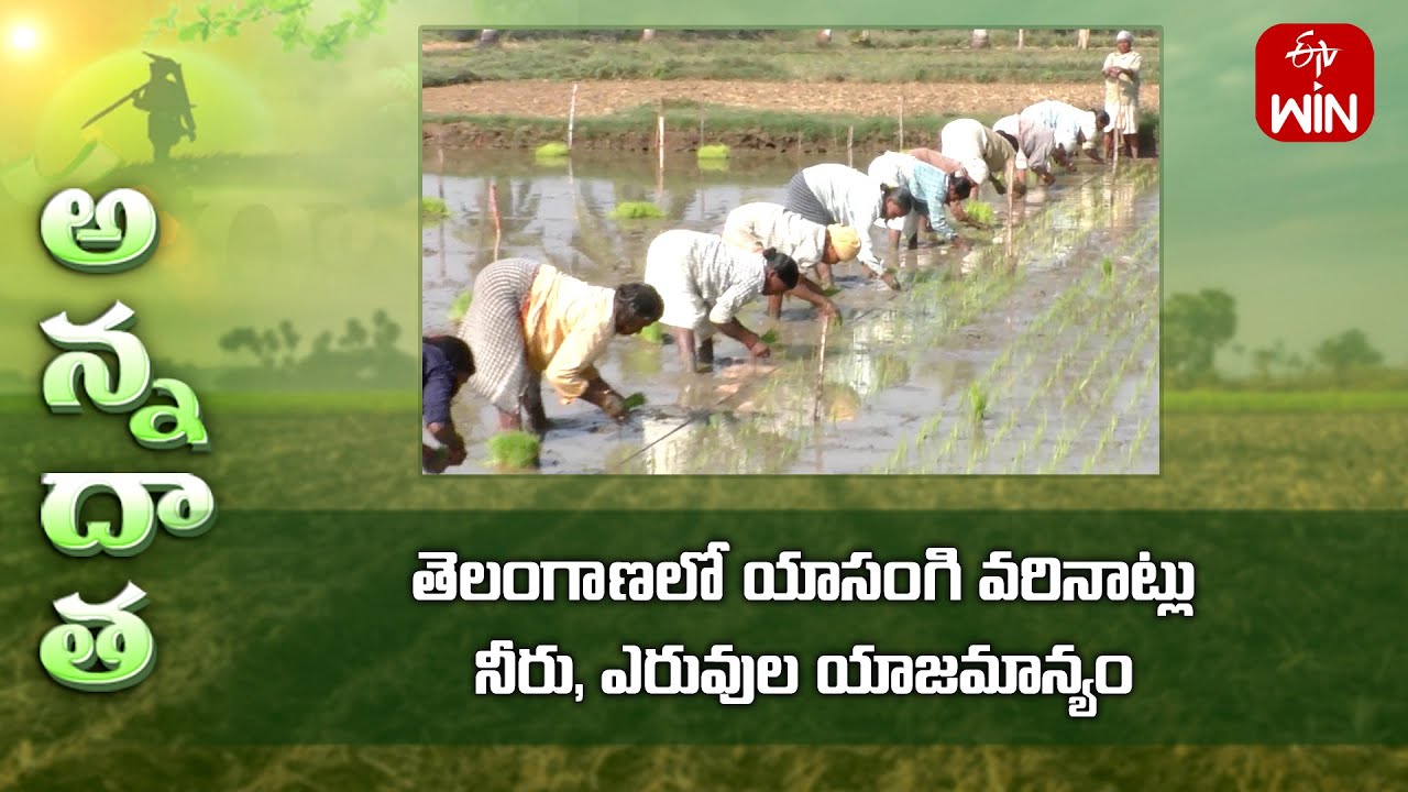 Tips for rabi paddy transplantation & fertiliser management | ETV