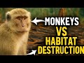 How Monkeys Have Adapted to Survive Their Habitats Destruction #monkey #MonkeySurvival#deforestation