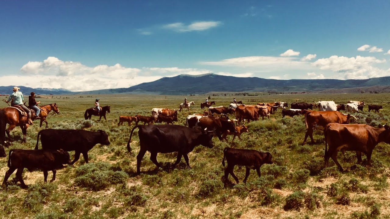 Ranchin' in Wyoming! Cattle Drive YouTube