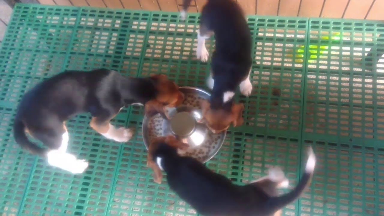 Beagles Take Breakfast in Turns ViralHog YouTube