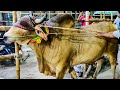 ২০২১ এর সেরা পাগলা গরু || Huge Pagla Goru At Dholaikhal Gorur Hat 2021 || Cow Lover's