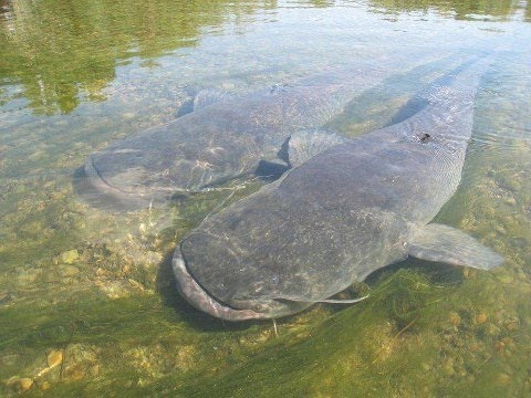 Video: Catfish Koridorlari: Qanday G'amxo'rlik Qilish Kerak