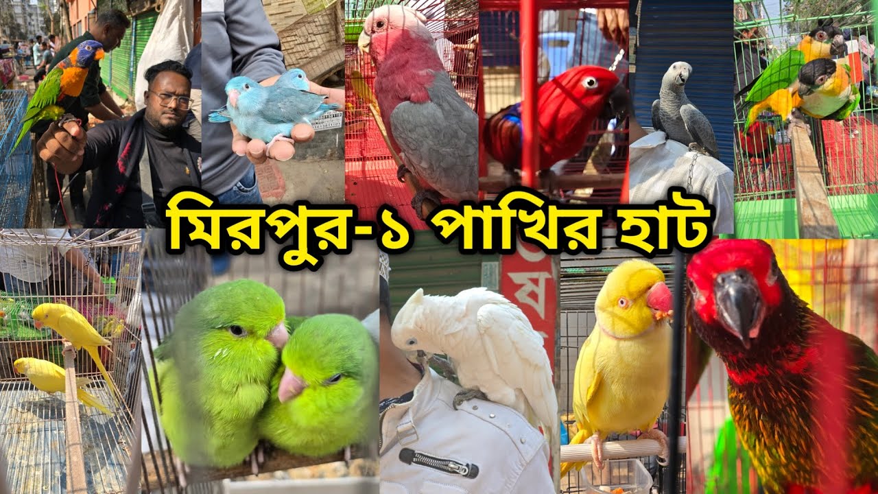 মিরপুর-১ পাখির হাট ২০/০২/২০২৬ | মিরপুর-১ পাখির হাট | Mirpur-1 Bird Market | Mirpur-1 pakhir hat 2026