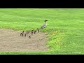 頑張れ最後尾!カワアイサ本流までの大行進