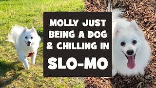 Molly just being a dog chilling out in slow motion - calm music by MollytheSpitz 201 views 3 years ago 6 minutes, 17 seconds