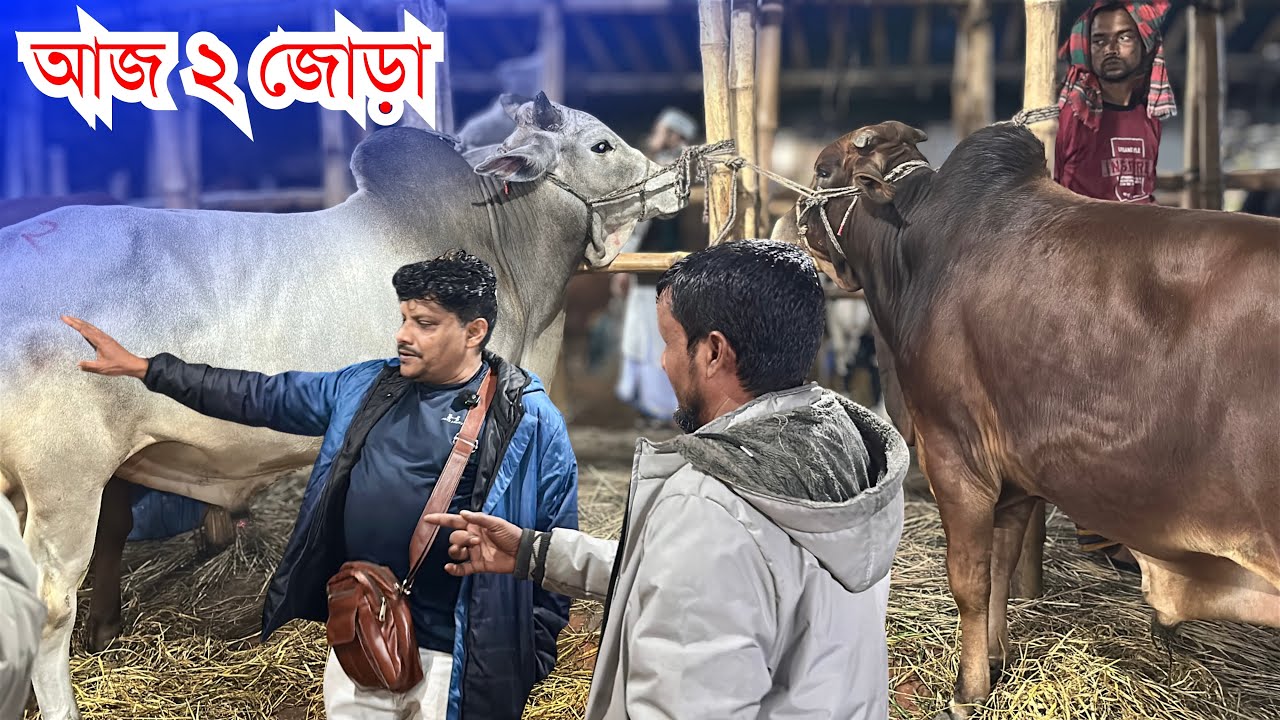 Gabtoli Haat 2026 Live Deal | Akram Vai Goru | গাবতলী হাটে আকরাম ভাই নিলেন ৬ গরু!