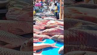 শ্বশুরের টাকায় জামাইদের বিশাল মাছ কেনার উৎসব ! || RNS Entertainment