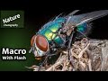 Macro Photography with Flash | UK Wildlife and Nature Photography | Canon R5