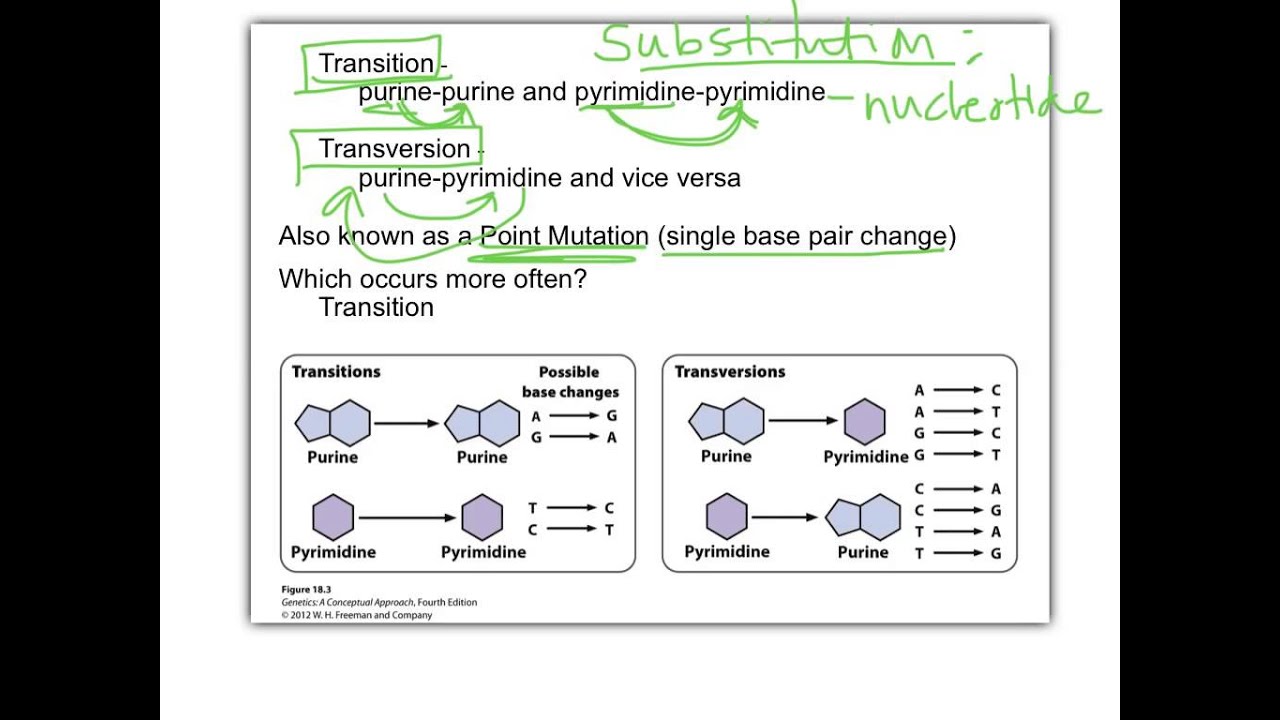 Biol 360 Tutorial mutations part1 - YouTube