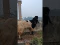 Kambing Jumbo ketawa mulai 6,5 Jt #kambing #krishna #kahani #kambingetawa #peternakkambingsukses