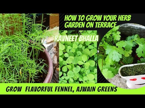 Videó: Az indiai ételekben használt gyógynövények: tanulja meg az indiai fűszernövények termesztését