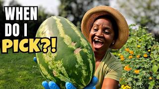 How to Tell When a Watermelon Is Ripe & Ready to Harvest🍉 | How To Know When To STOP Watering Melons