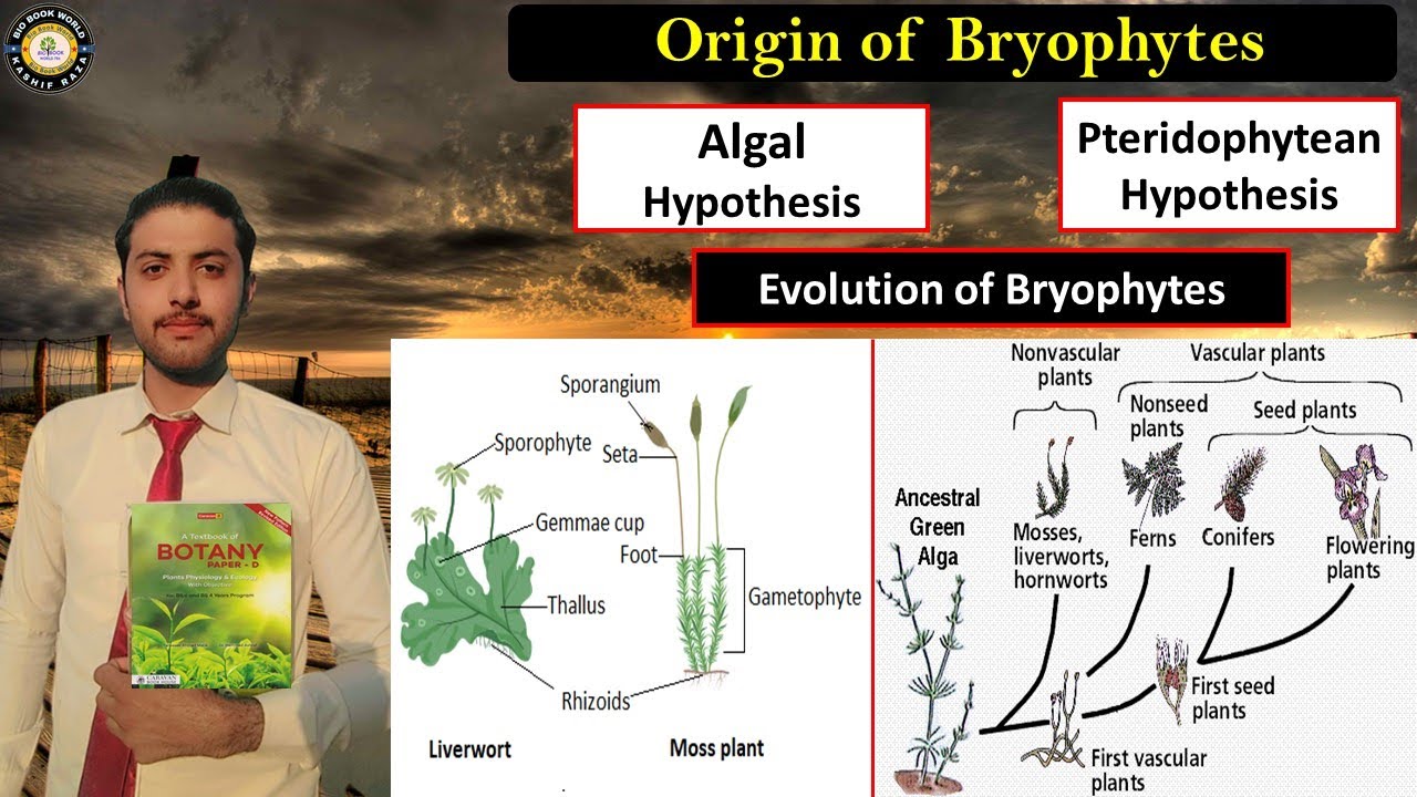 Origin of Bryophytes | Algal Hypothesis | Pteridophytean Hypothesis | Hindi