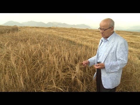 31 იანვარს, 21:00 საათზე, ქართული დოკუმენტალისტიკა - \"ხორბლის ამბები\"