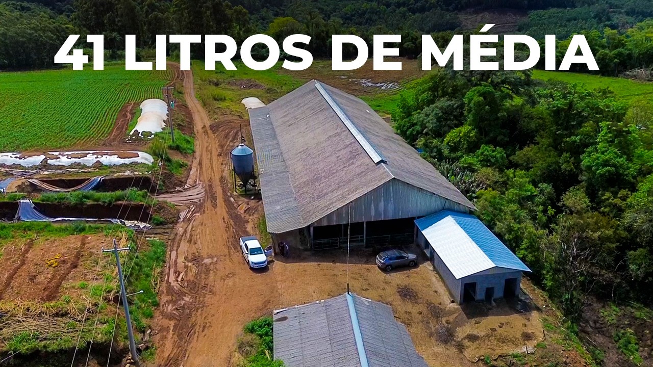 44 VACAS EM LACTAÇÃO COM MÉDIA DE 41 LITROS POR VACA - FAZENDA AZEREDO🇧🇷
