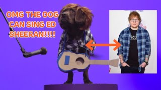 Ed Sheeran 'Shape of You' cover... BY A DOG?! |K9 Karaoke |What Now?