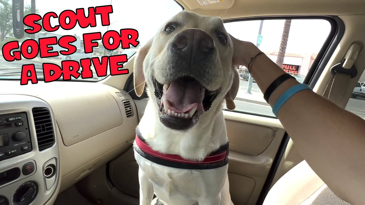 LABRADOR TAKES A DRIVE IN THE CAR!! YouTube