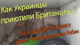 Как Украинцы приютили Британцев )) История о том, как у нас поселился символ Великобритании Робин