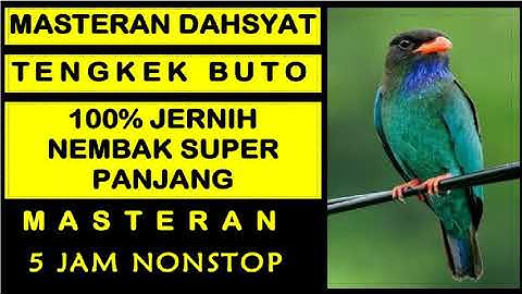 Suara Burung TENGKEK BUTO Gacor Durasi Panjang | Masteran Burung Sang Juara ......