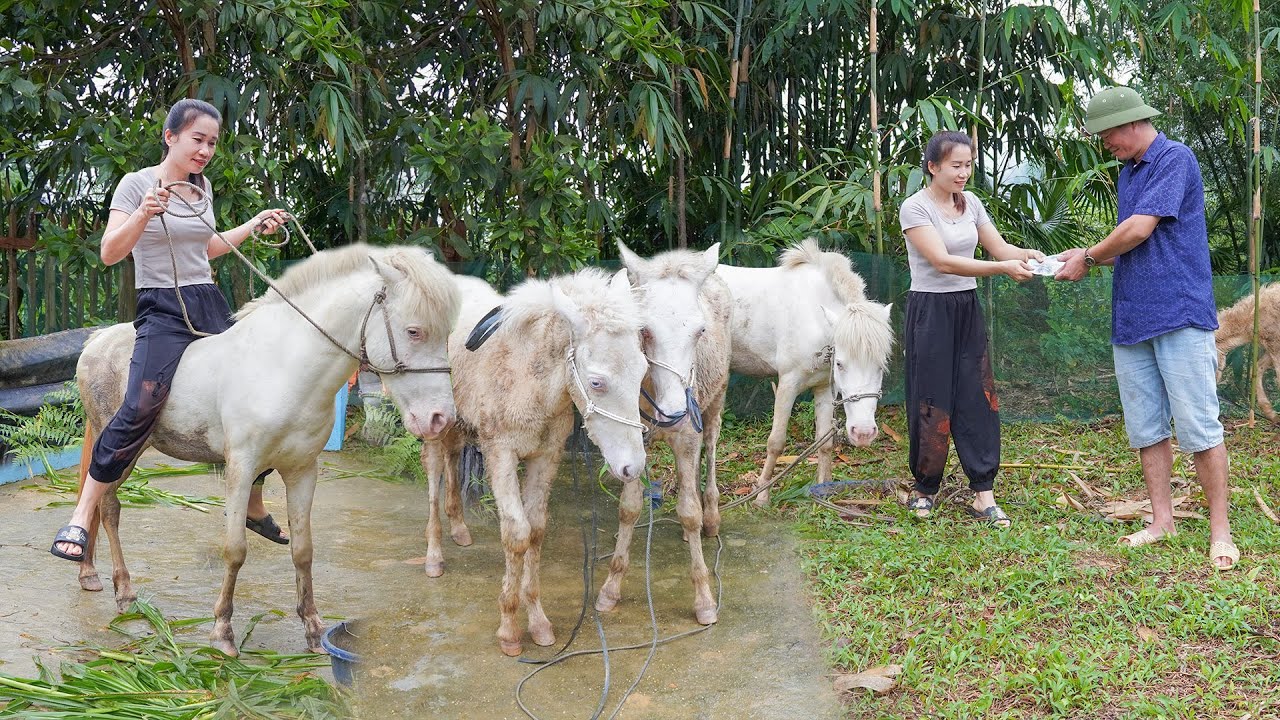 Use Truck To Buy Many Horse From Horse Farm To Sell For Villager _My Farm / Đào