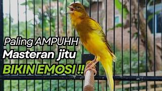 KENARI GACOR Cuit CUIT BIRAHI UNTUK PANCINGAN & MASTERAN Kenari PAUD AGAR BUNYI