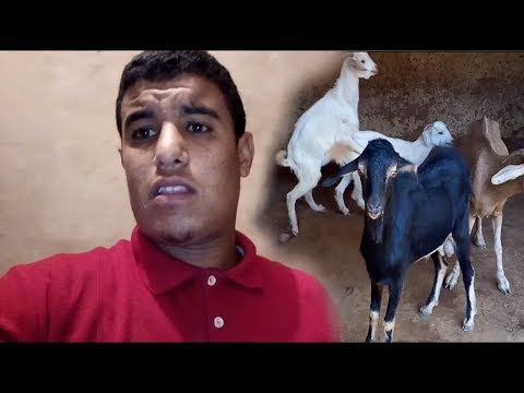 السن المناسب لجعل صغار الماعز تتكاثر