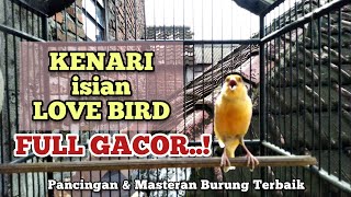 kenari gacor isian lovebird | Pancingan & masteran burung