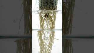 Hydroponic kratky method #agriculture #hydroponics #lettuce #lettuce