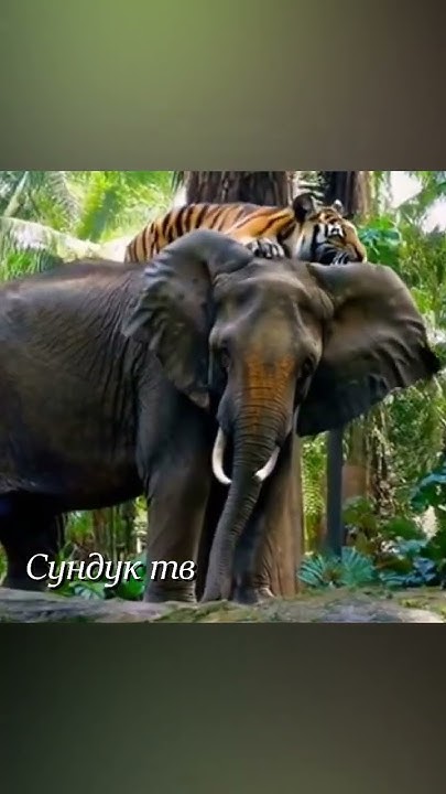 Лев пытается съесть собаку дикие и опасные #animals - YouTube
